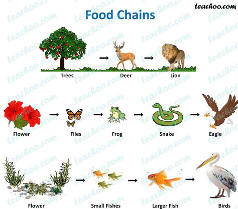 Food Chain and Food Web - Meaning, Diagrams, Examples - Teachoo | Food web, Food chain, Food ...