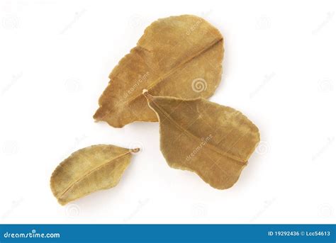 Dried lemon leaves stock photo. Image of herb, aromatic - 19292436