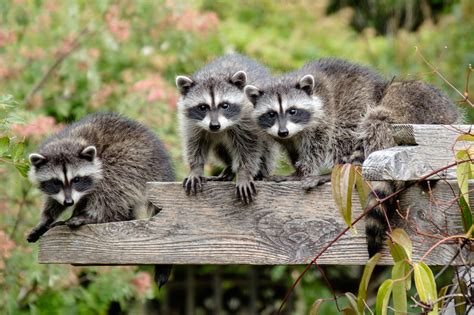 raccoon-family-on-wood-beams-credit-Michael-Woods | AnimalKind