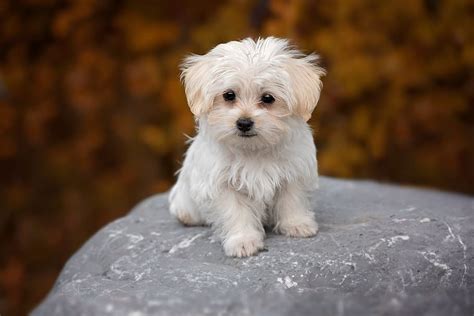 Teacup Maltese - Complete Breed Guide - Animal Corner