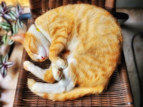 Sleeping Orange Cat on the Brown Chair Like Pikachu Stock Photo - Image of orange, brown: 269196134