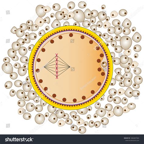 Secondary Oocyte Female Egg Cell Structures Stock Illustration ...