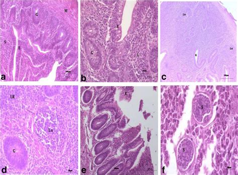 Histopathological pictures of the cecum in the negative control group... | Download Scientific ...