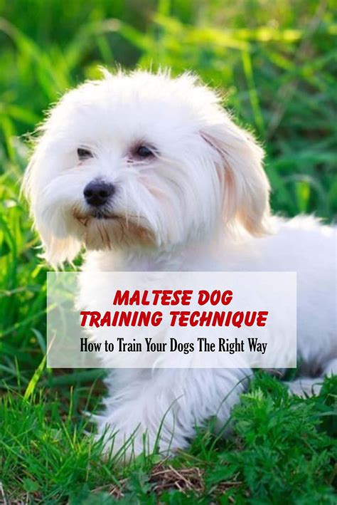 Maltese Dog Training Technique: How to Train Your Dogs The Right Way: Maltese Dog Training by ...