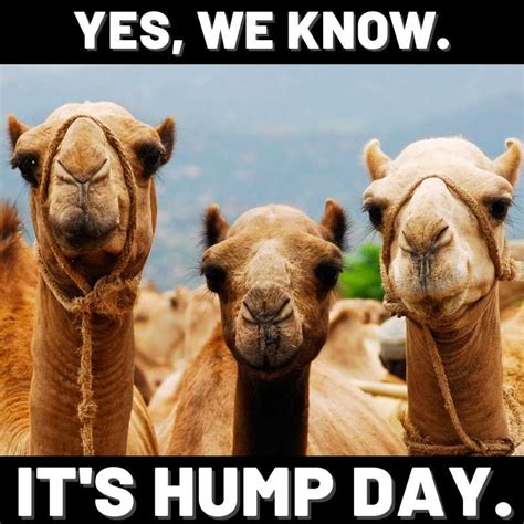 Happy Hump Day Meme