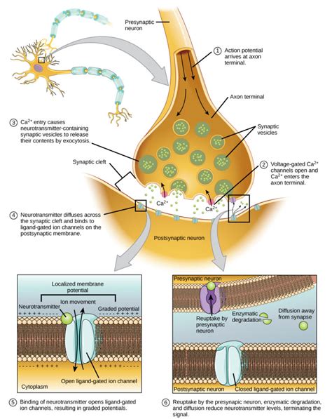 The Synapse Structure And Types Diagram Synapse Components A