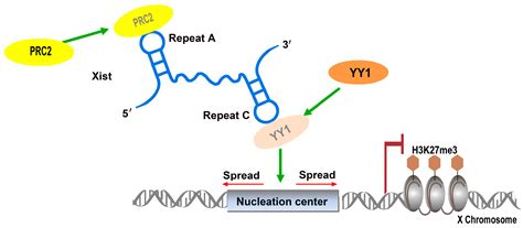 Understanding the Functions of Long Non-Coding RNAs through Their ...