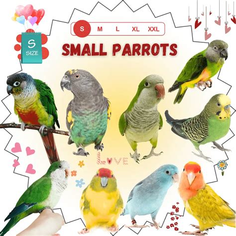 Small Parrot