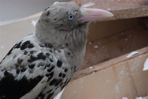 Saw this gorgeous bird today. It's apparently a #Leucistic #Raven ...