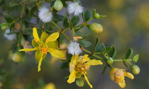 Medicinal Use of Chaparral, Creosote Bush - Larrea Tridentata ...