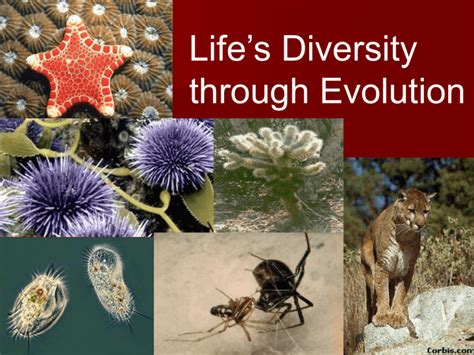 Life’s Diversity through Evolution