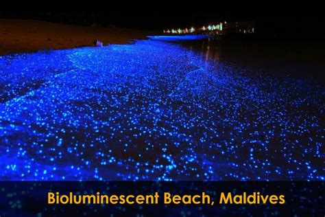 Bioluminescent Beach, Maldives | Beaches in the world, Maldives ...