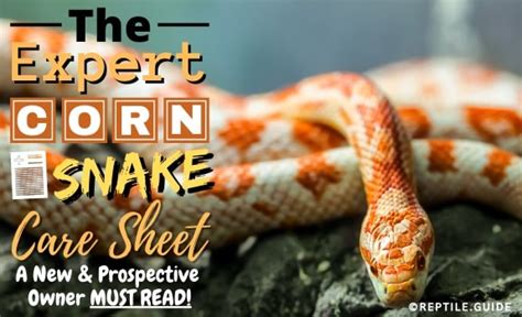 Corn Snake Care Sheet: Diet, Habitat, Tank Setup & More