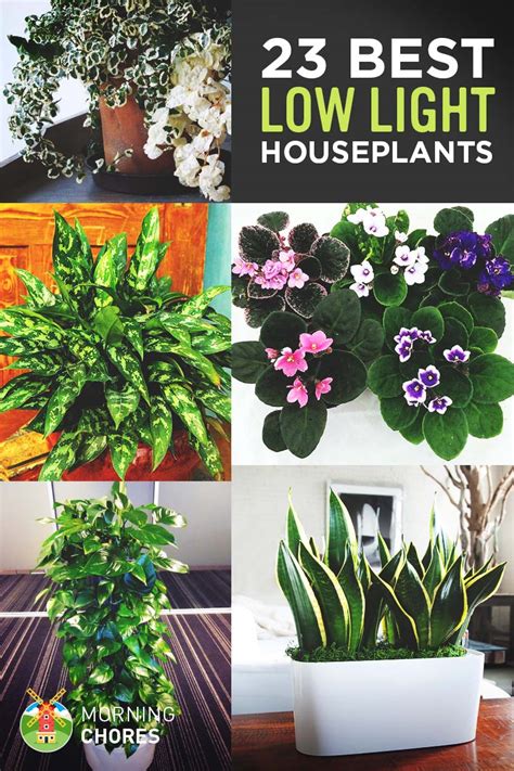 23 Low-Light Houseplants That Are Easy to Maintain Even If You're Busy