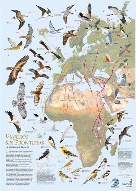 Birds Without Borders: The Great Avian Migration Between Europe And Africa