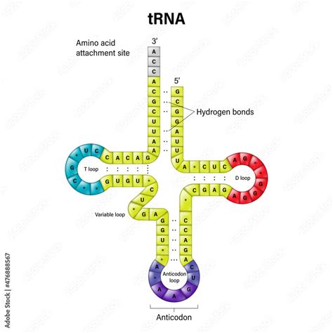 Structure of tRNA. Two-dimensional structure. Transfer RNA is a small RNA molecule that ...