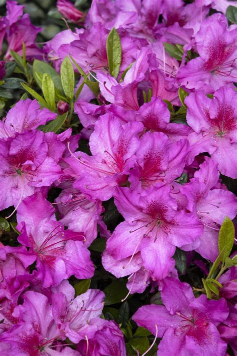 Double Shot® Grape Azalea, Rhododendron x 'RLH1-14P14' PP #24,751