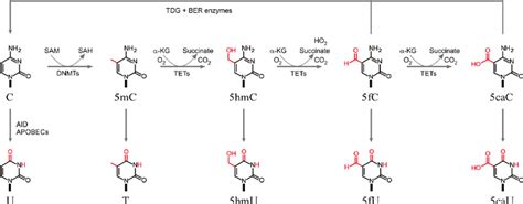 ( Top ) Cytosine methylation and demethylation pathways; ( Bottom ...