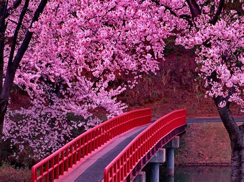 Cherry Blossom Tree Wallpapers - Top Free Cherry Blossom Tree ...