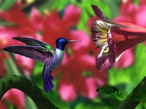 Free Hummingbird Wallpapers - Wallpaper Cave