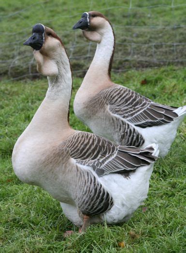 Guide to domestic goose breeds – Artofit