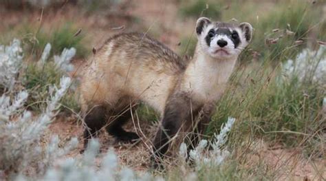 The Black-Footed Ferret | Care Animal Hospital