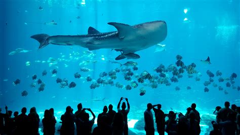 Whale Shark at Georgia Aquarium (humans for scale) : pics