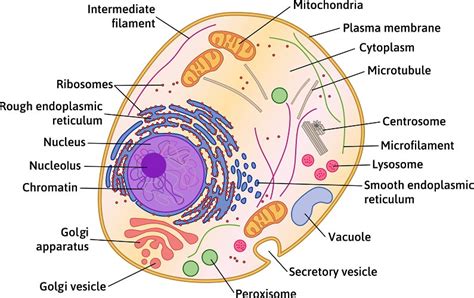 Animal cell vs plant cell - Edzion