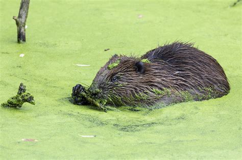 Baby beaver born at Forty Hall - Enfield Dispatch