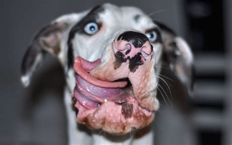 Posing pooch: Great Dane dog caught on camera pulling funny faces, in ...