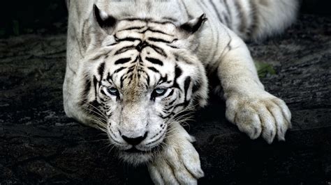 1366x768 Tiger Albino 1366x768 Resolution HD 4k Wallpapers, Images, Backgrounds, Photos and Pictures