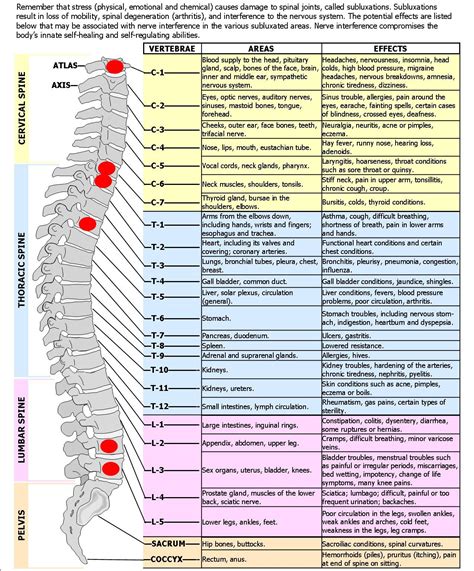 Spinal: Function Of Spinal Nerves