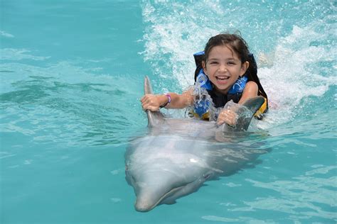 Dolphin Discovery - Everything Isla