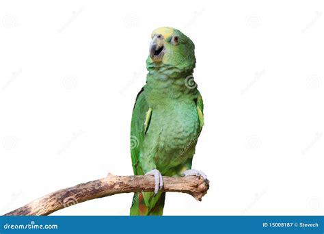 Parrot with Green Yellow Feathers Isolated Stock Image - Image of black, animal: 15008187