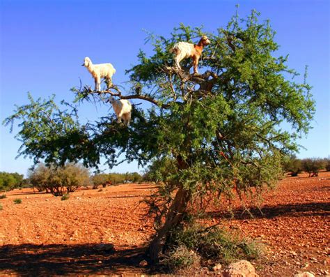 Kingdom Of Moroccan Argan Oil: Argan Tree : The Of Tree Of Life