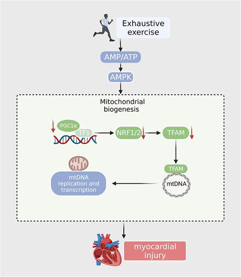 FIGURE Mitophagy. Mitophagy is mediated by many of cellular signal ...