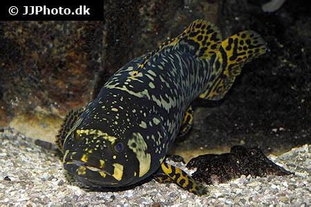 Epinephelus lanceolatus (Giant grouper)