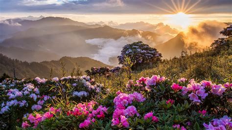 Morning landscape, sunrise, mountains, flowers, clouds Desktop Wallpaper | 1920x1080 wallpaper ...