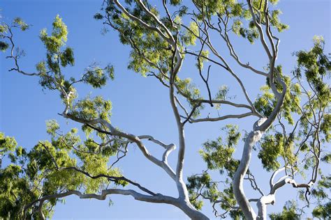 Free Image of Vibrant green tree and branches | Freebie.Photography