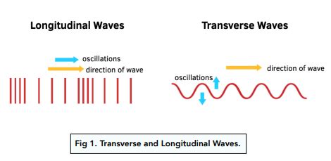 Transverse vs Longitudinal Waves (GCSE Physics) - Study Mind