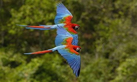 Agreement Strengthens Conservation of Scarlet Macaws in Mexico