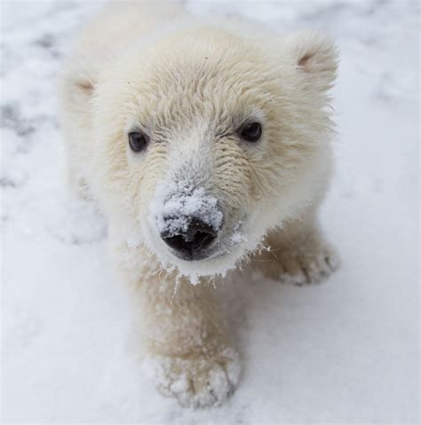 Baby Polar Bear Images | FemaleCelebrity