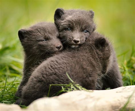 Arctic fox | San Diego Zoo Wildlife Explorers