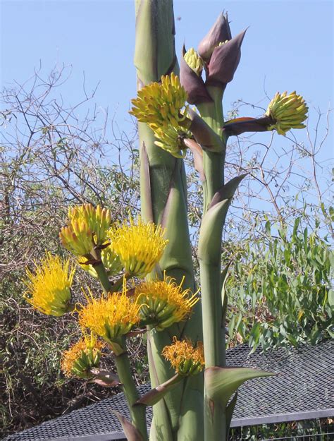 Agave In Bloom | The Living Coast Discovery Center