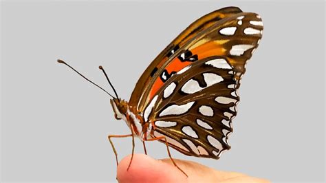 Butterfly wing patterns emerge from ancient ‘junk’ DNA | Cornell Chronicle