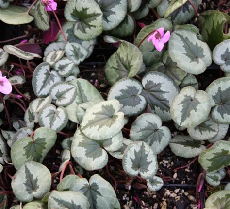 Edelweiss Perennials. Cyclamen coum Marbled Leaf