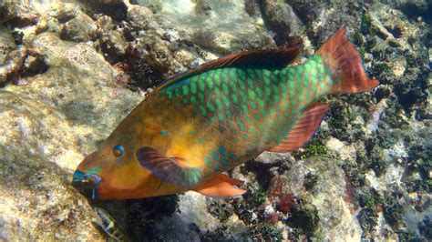 What Do Parrotfish Eat?