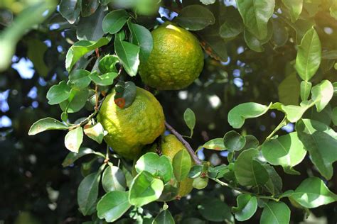 Bergamot Essential Oil - What are the benefits? | Purodem