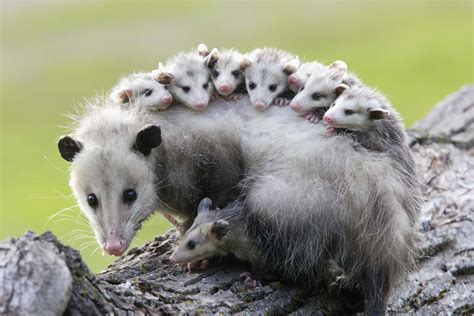 Opossum Facts (Order Didelphimorphia)