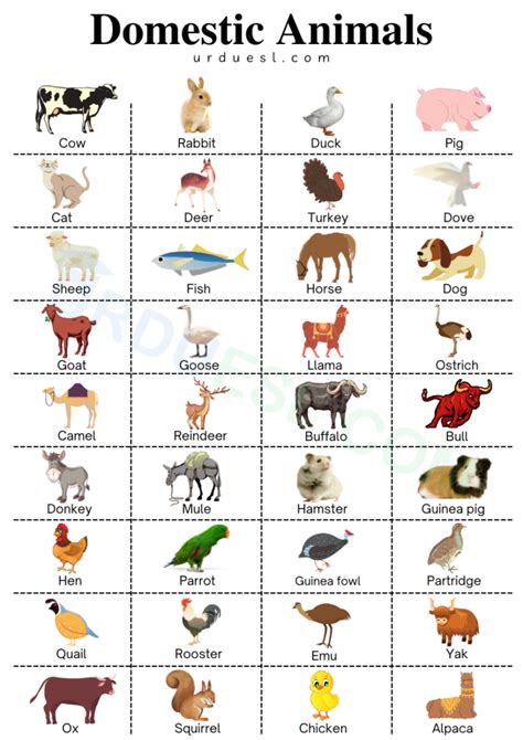 Domestic Animals Images With Names